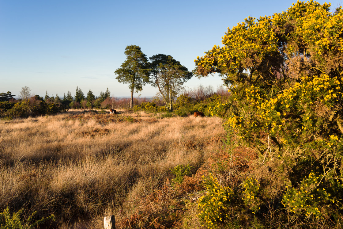 "Heathland Landscape" stock image