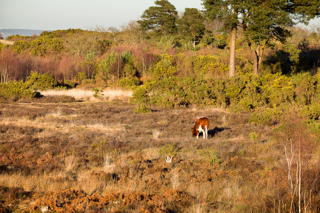 "Heathland Landscape" stock image