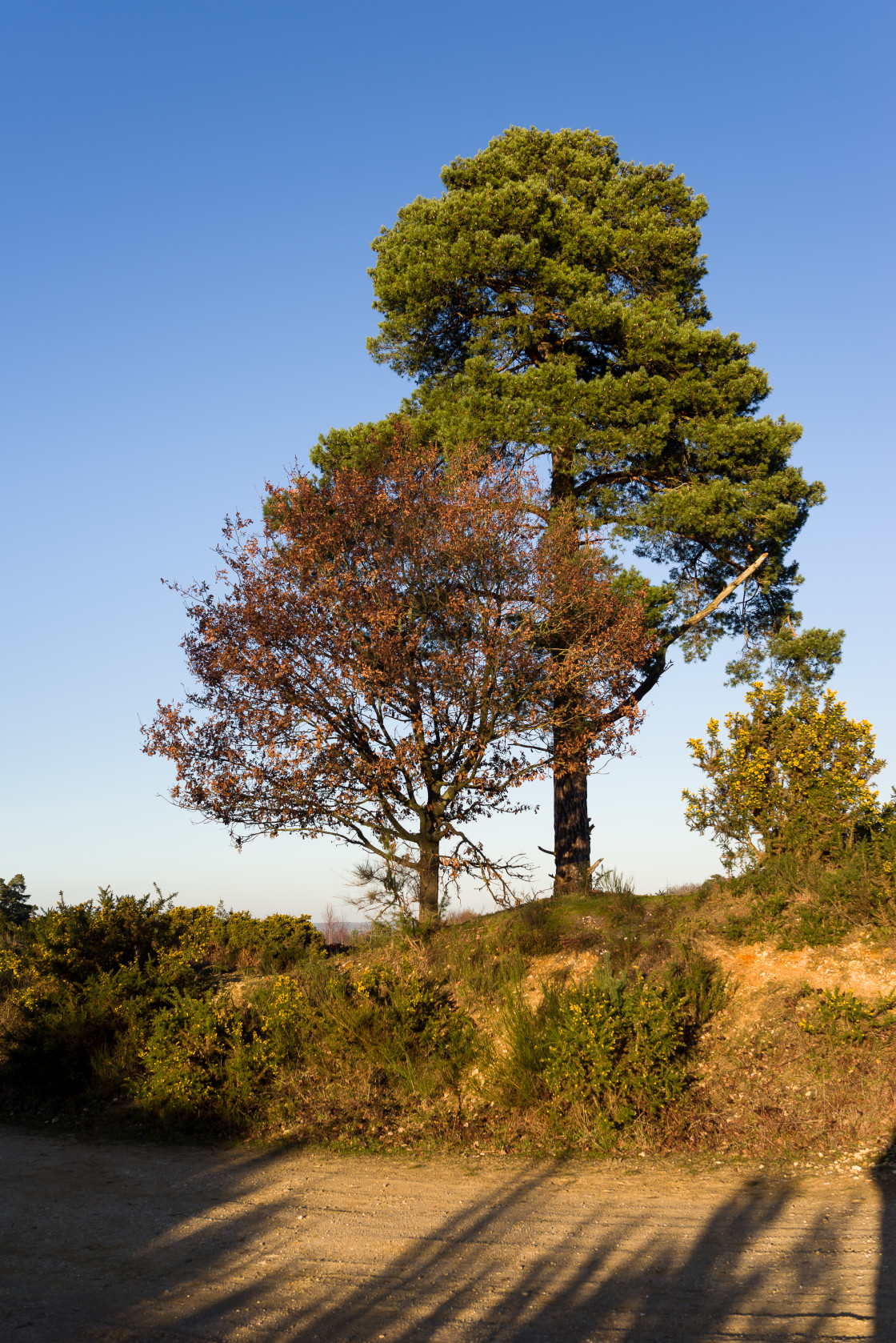 "Trees in Winter Sunshine" stock image