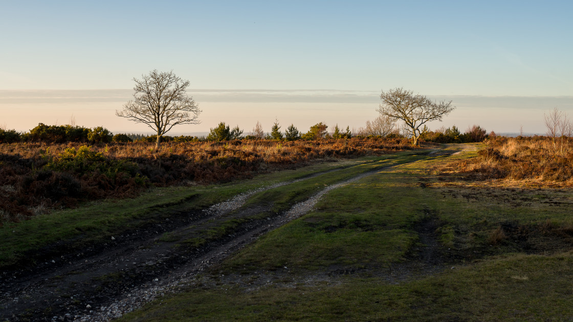 "Oak Trees" stock image