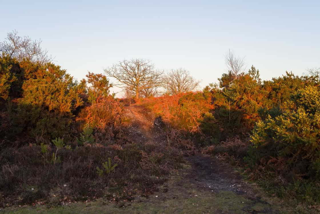 "Last of Sunshine on Heathland" stock image