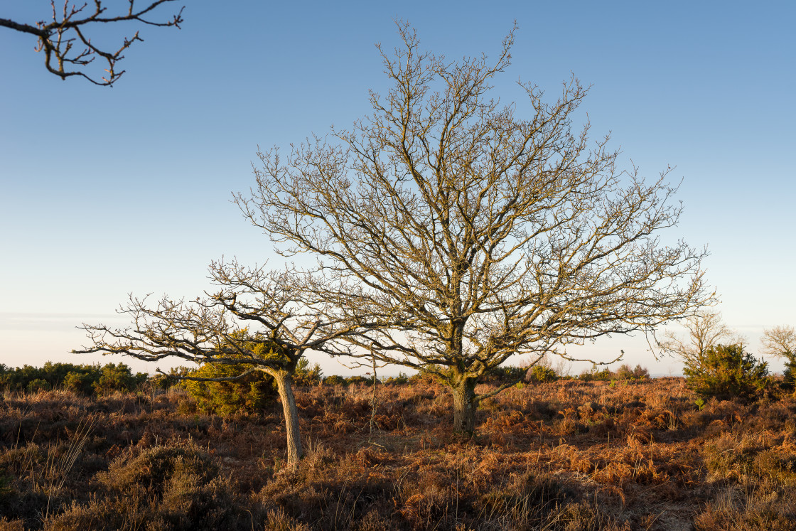 "Oak Trees" stock image