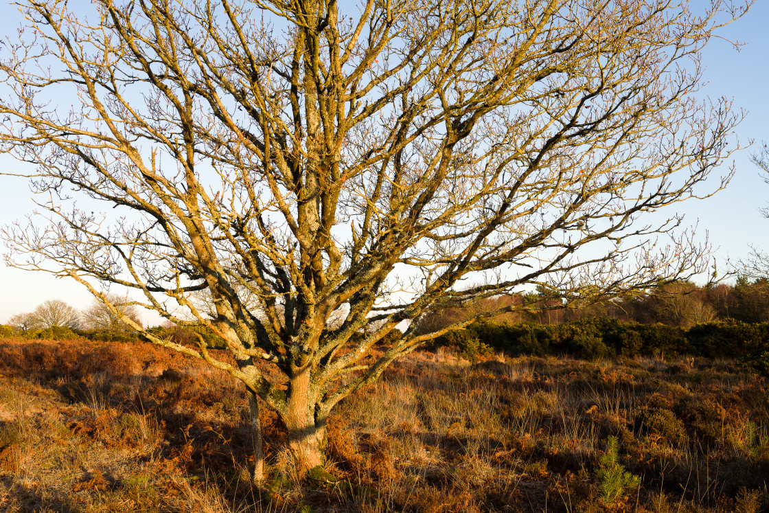 "Oak Tree" stock image