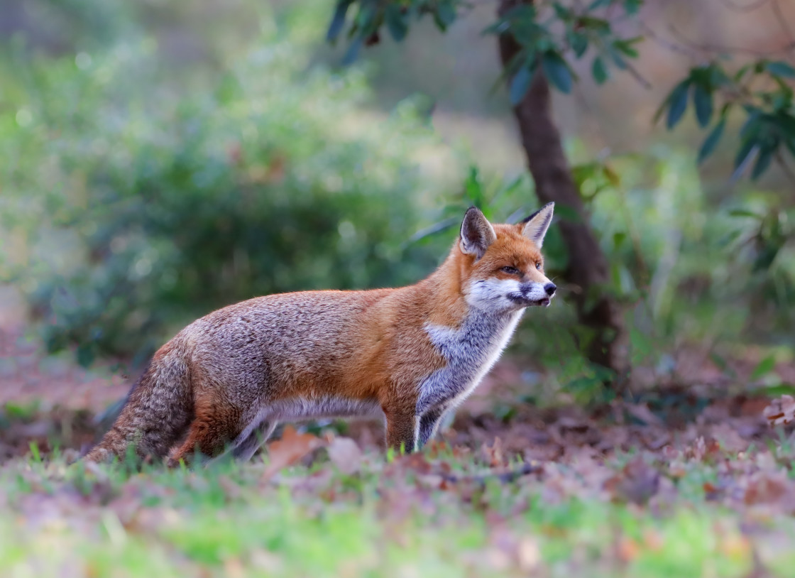 "Attentive Red Fox" stock image