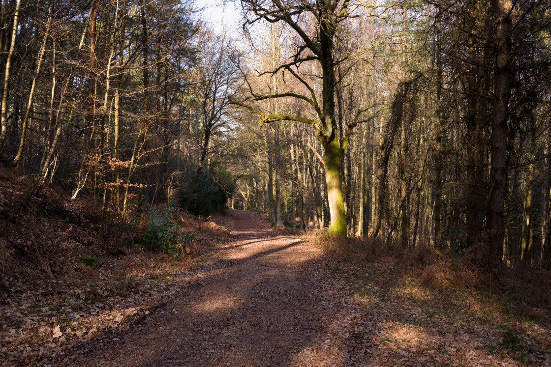 "Woodland Path" stock image