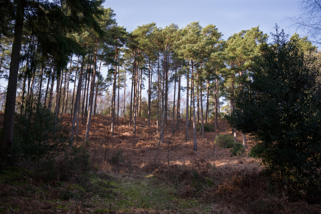 "Pine Trees on Hill Slope" stock image