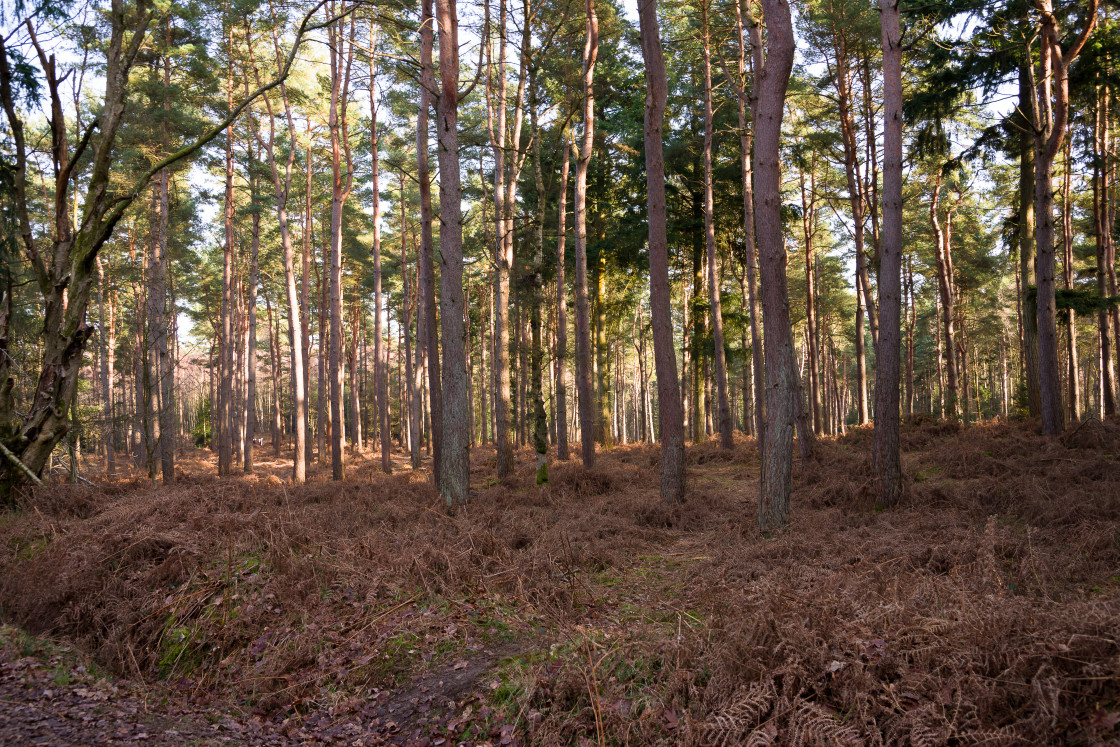 "Pine Trees" stock image