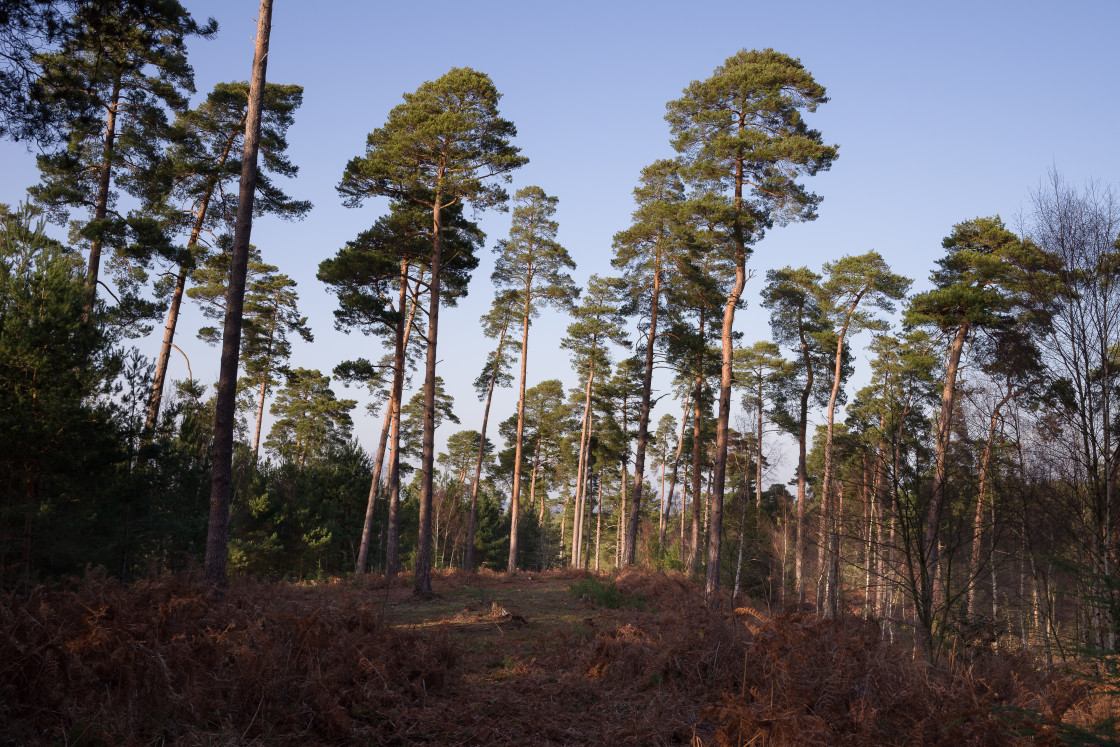 "Pine Trees" stock image