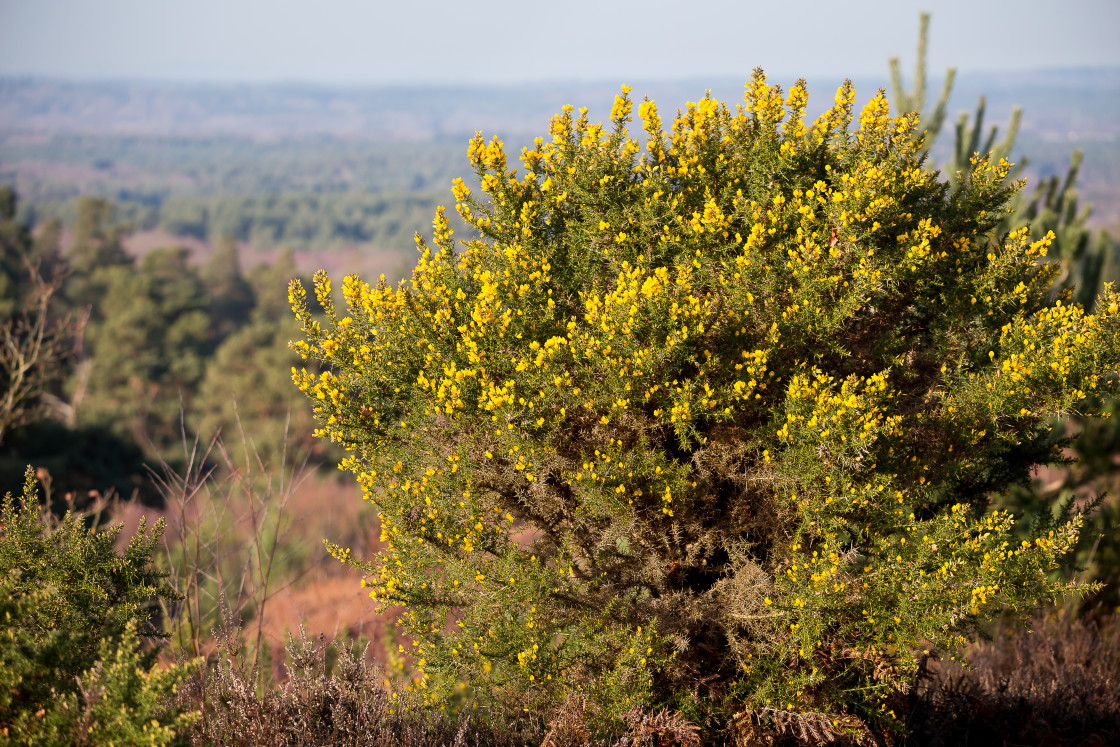 "Gorse" stock image