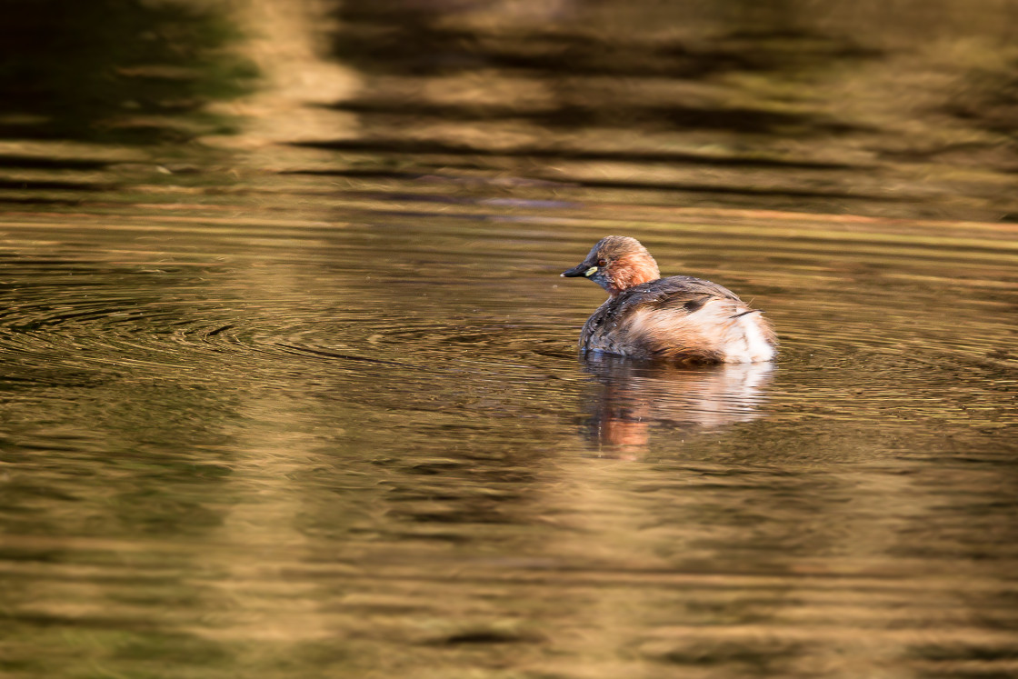 "Little Grebe Golden Hour" by Gordon England - $12.70 "Little Grebe Golden Hour" stock image
