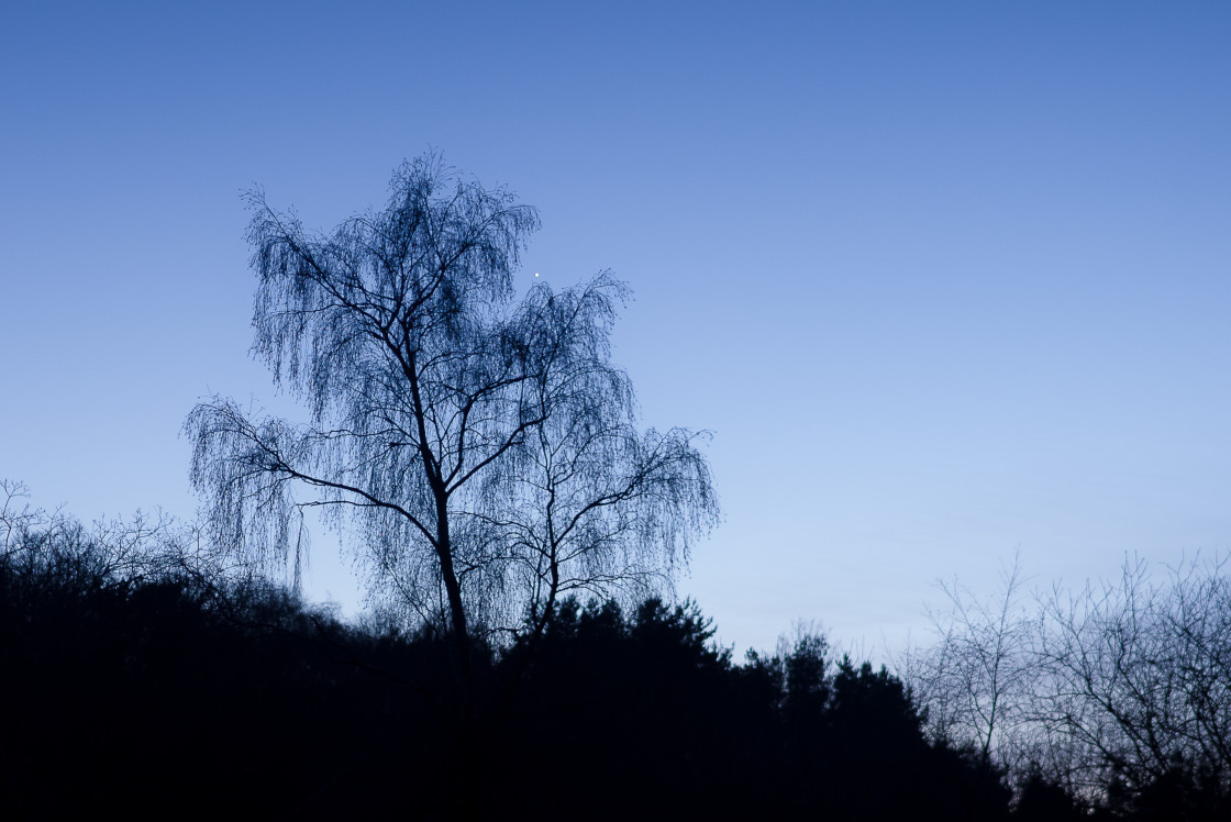 "Birch Tree Cradling Venus" stock image