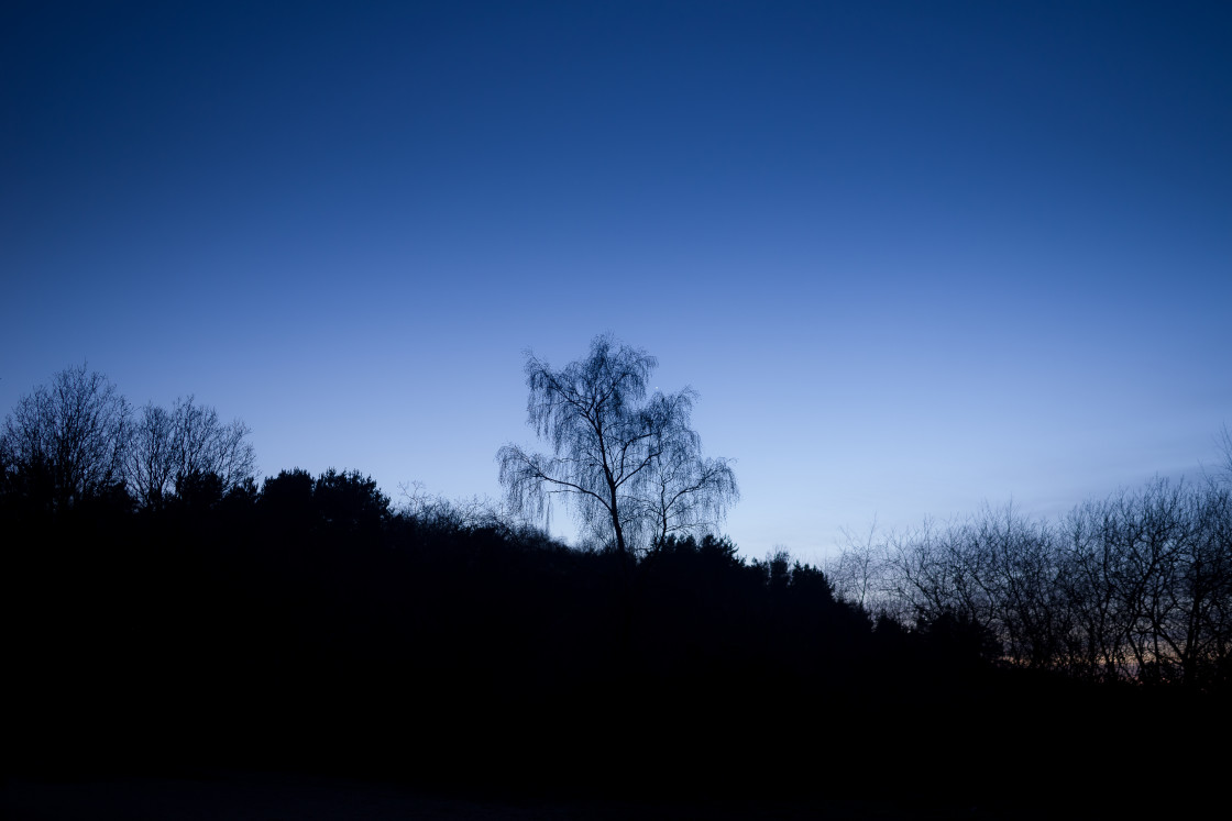 "Birch Tree Cradling Venus" stock image