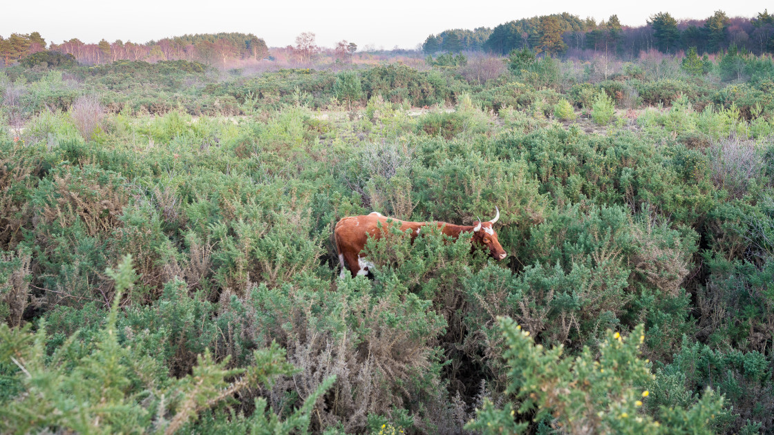 "Cow in Gorse Maze" stock image