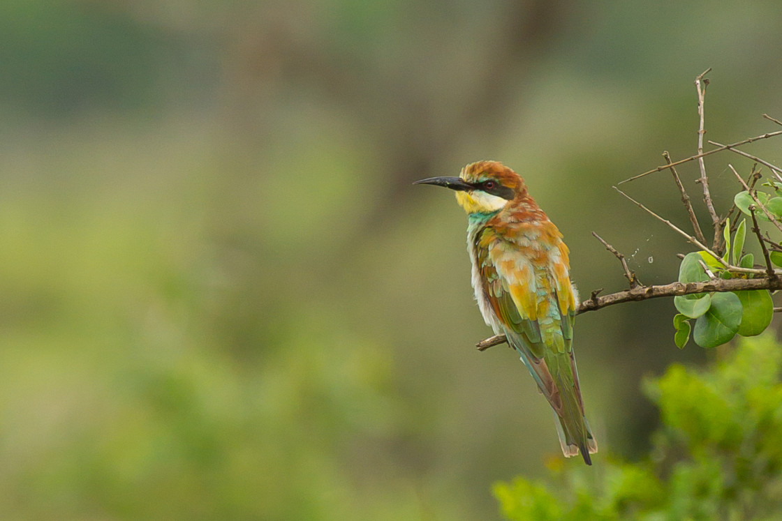 "European Bee-eater" stock image