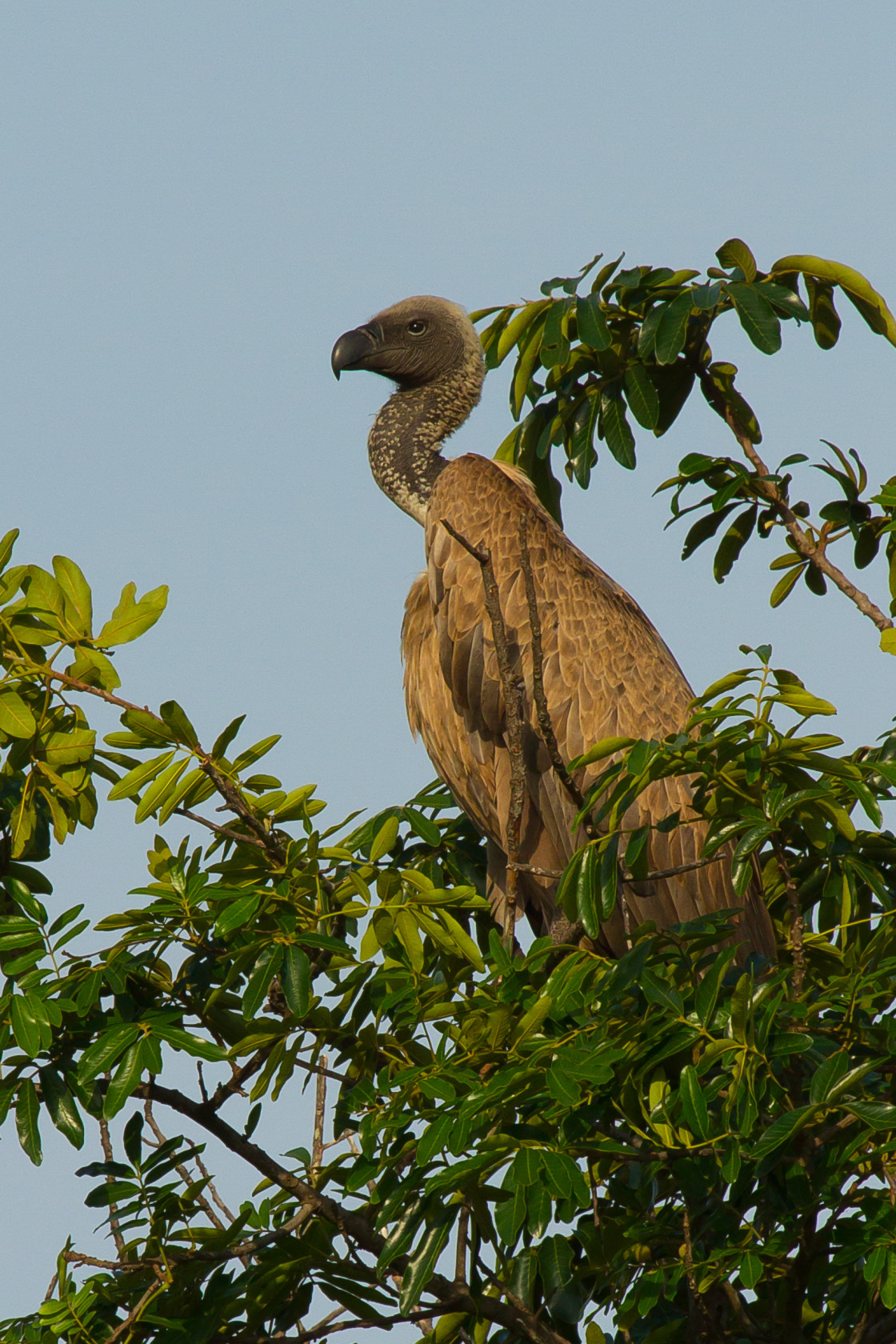 "White-backed Vulture" stock image