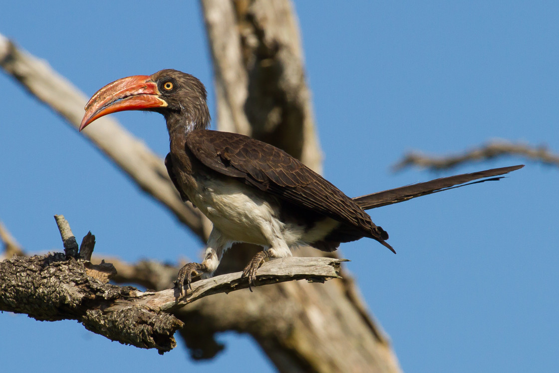 "Crowned Hornbill" stock image