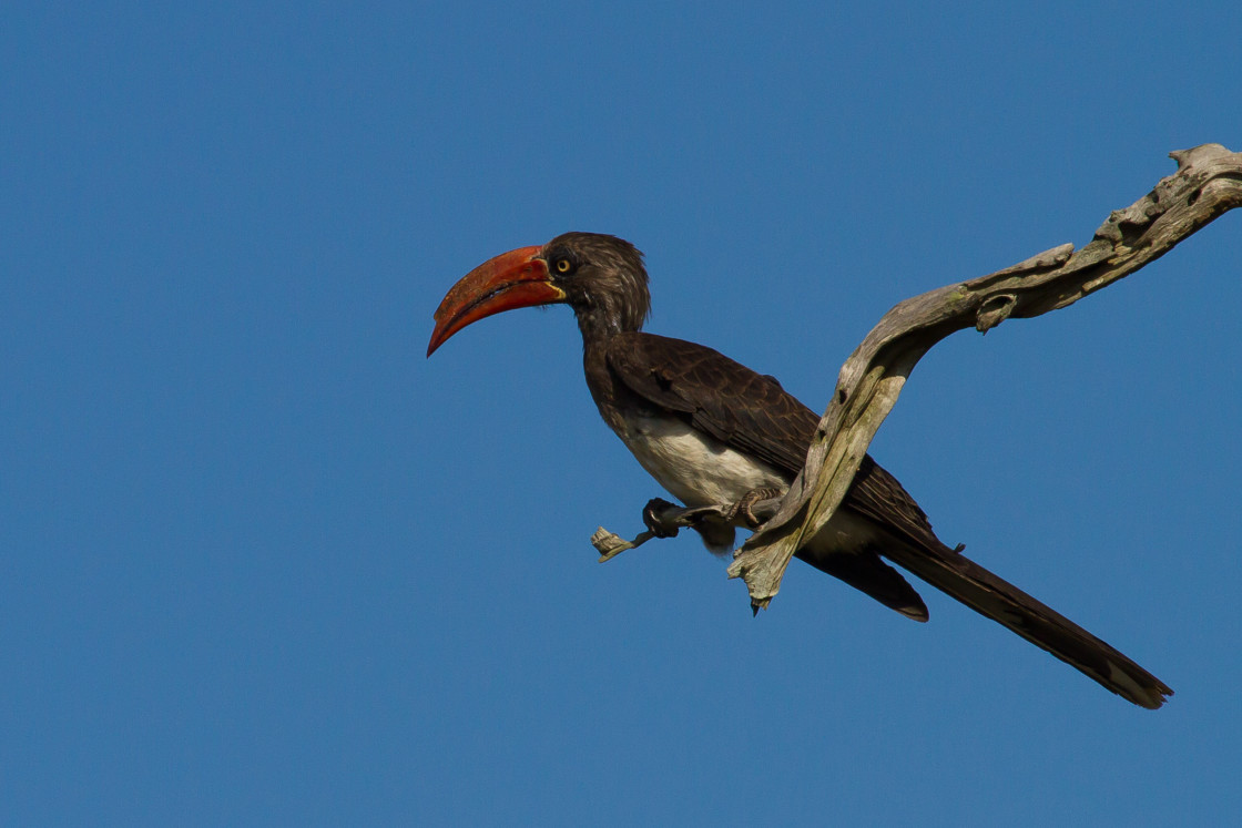 "Crowned Hornbill" stock image