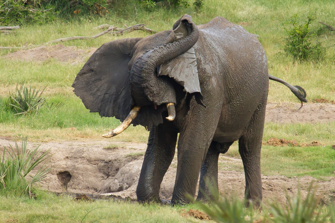 "Elephant mud wollow" stock image