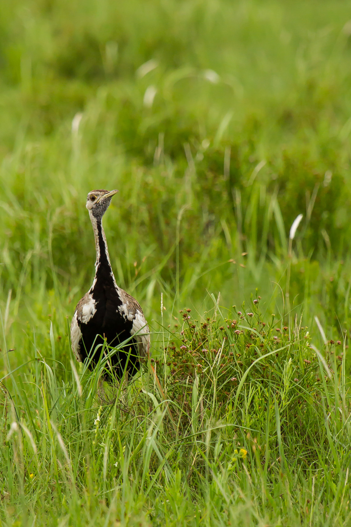 "Black-bellied Bustard" stock image