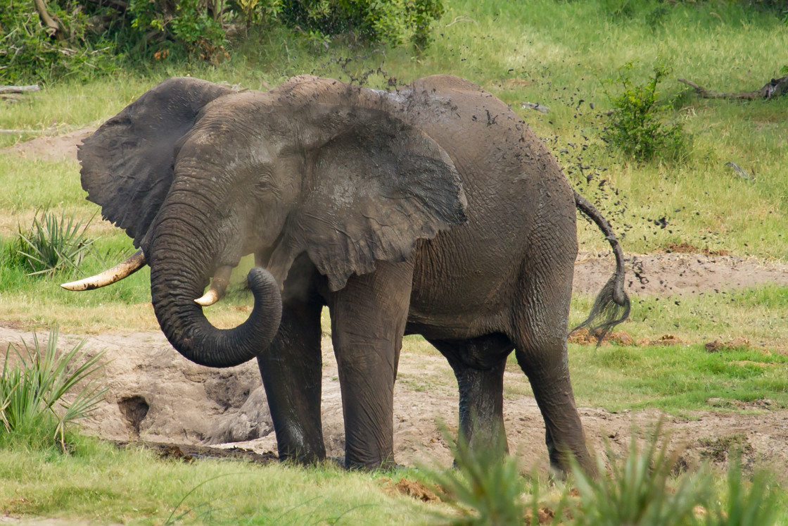 "Elephant mud wollow" stock image