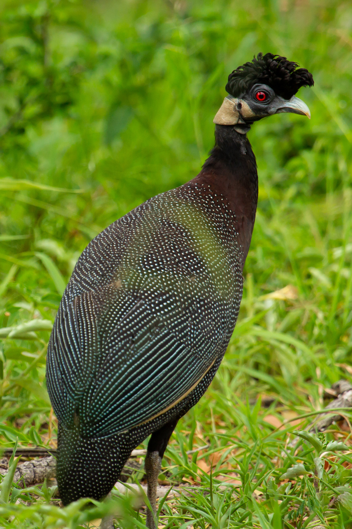 "Crested Guineafowl" stock image