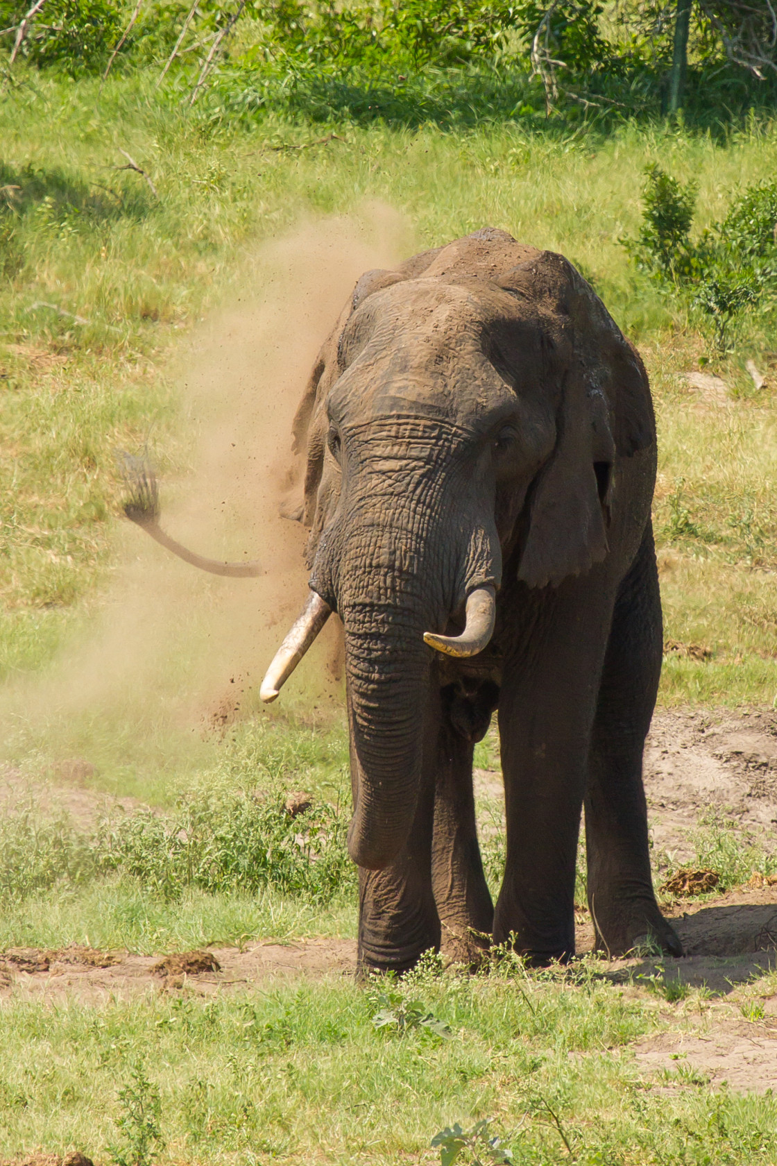 "Elephant dusting" stock image