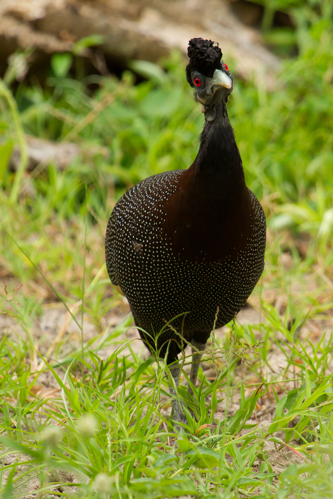 "Crested Guineafowl" stock image