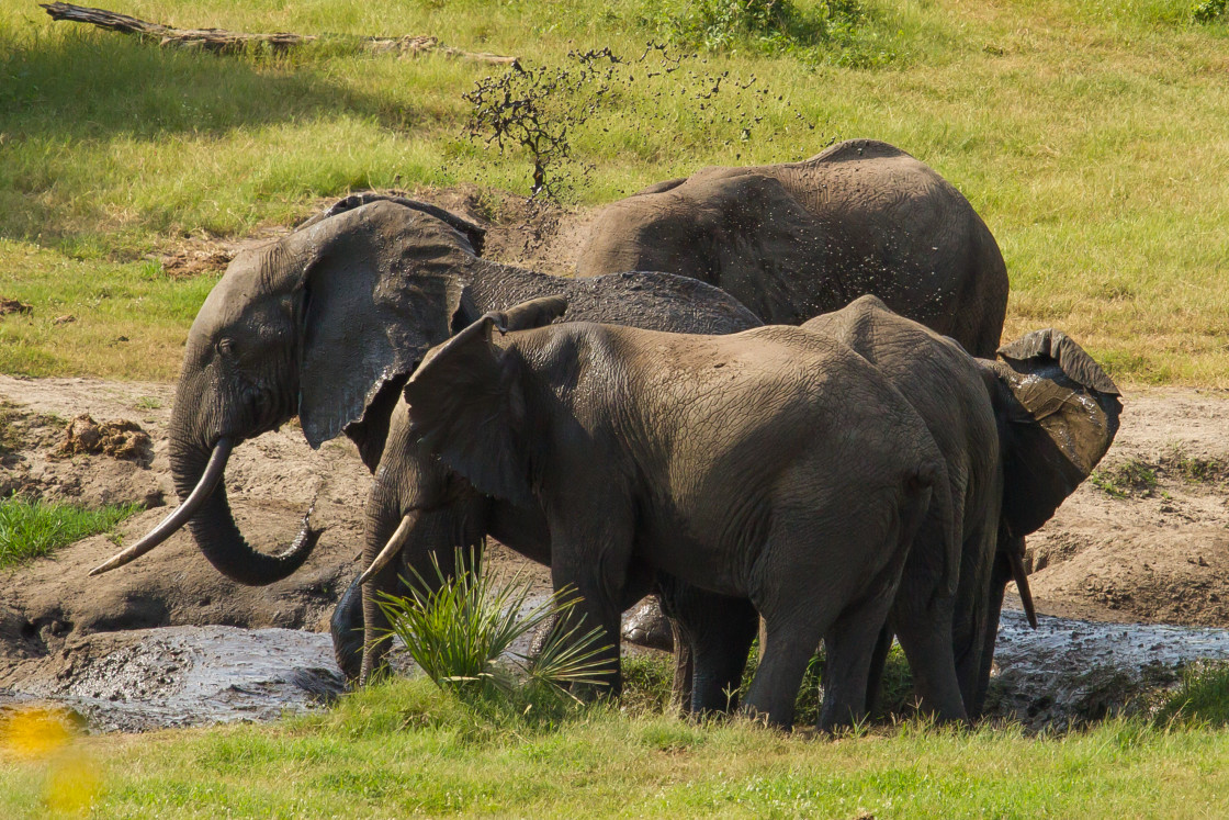 "Elephant mud wollow" stock image