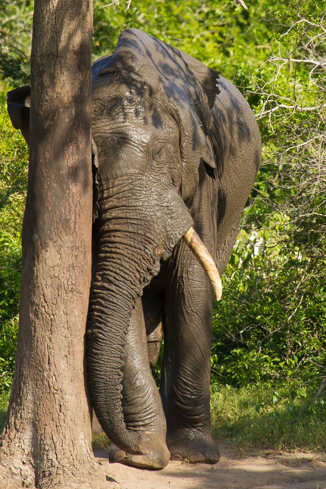 "Elephant" stock image