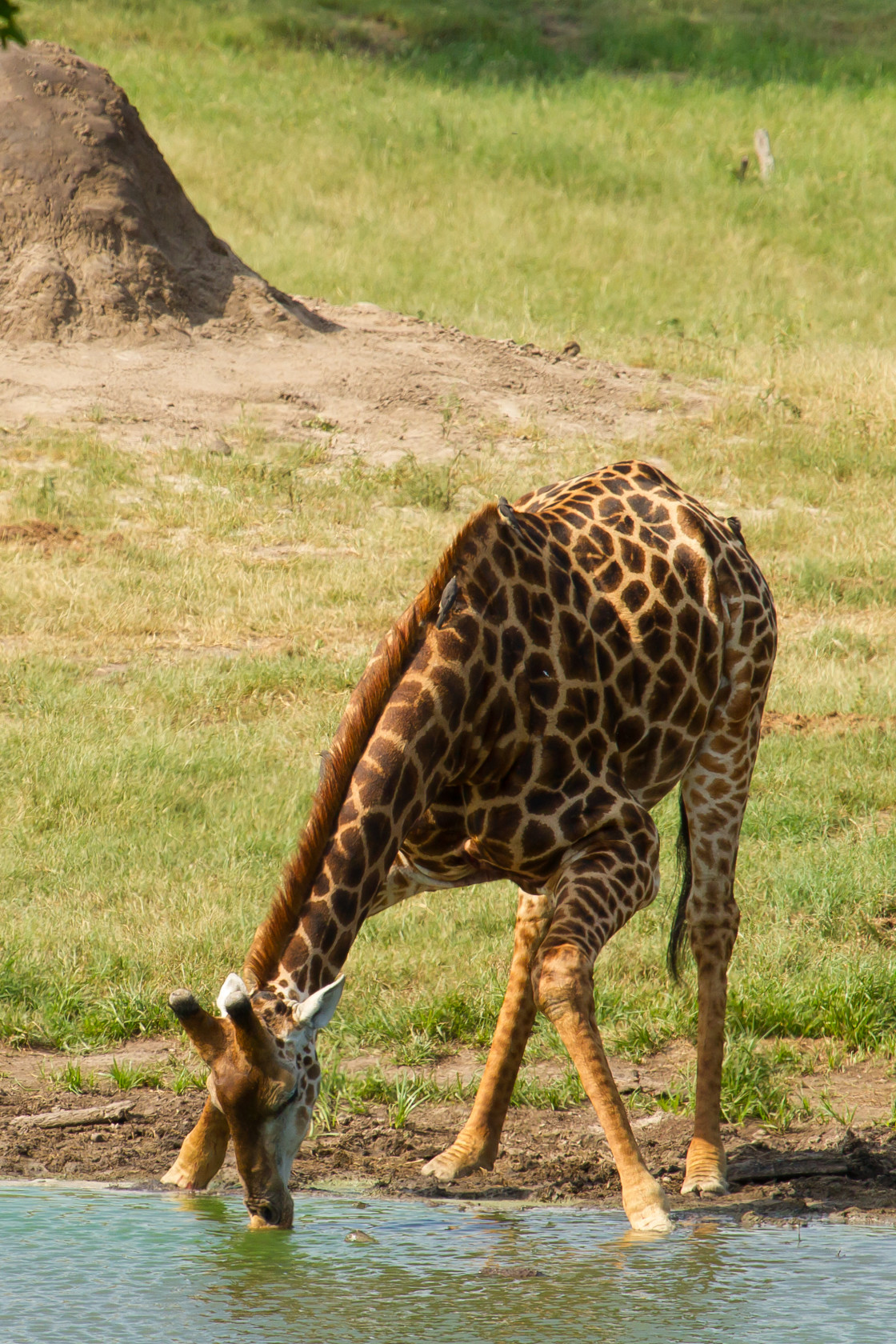 "Giraffe drinking" stock image