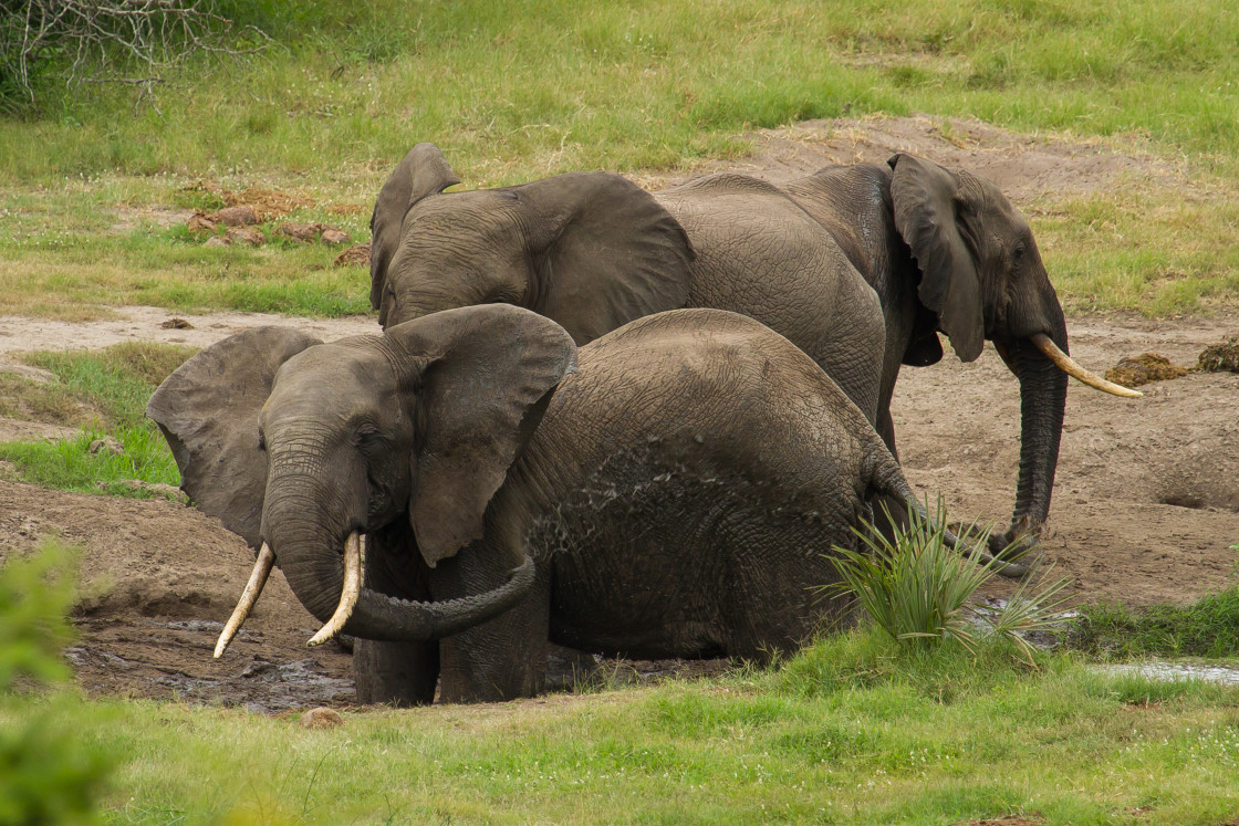 "Elephant" stock image