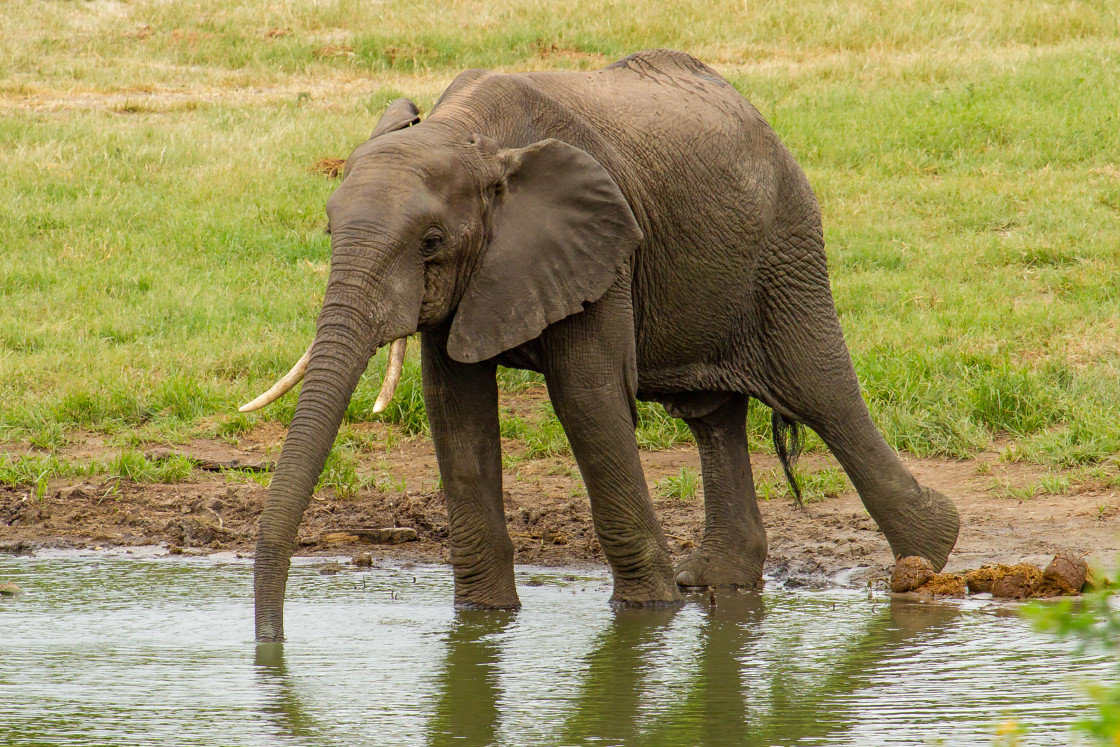 "Elephant" stock image