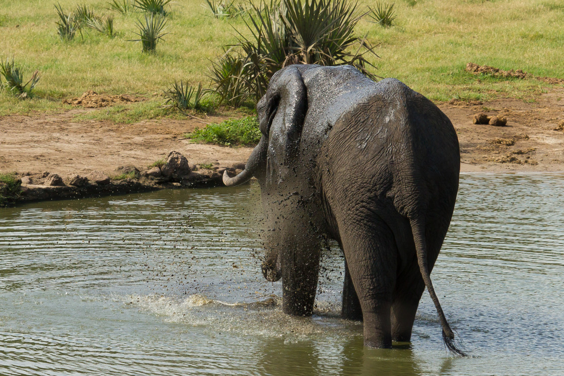 "Elephant" stock image