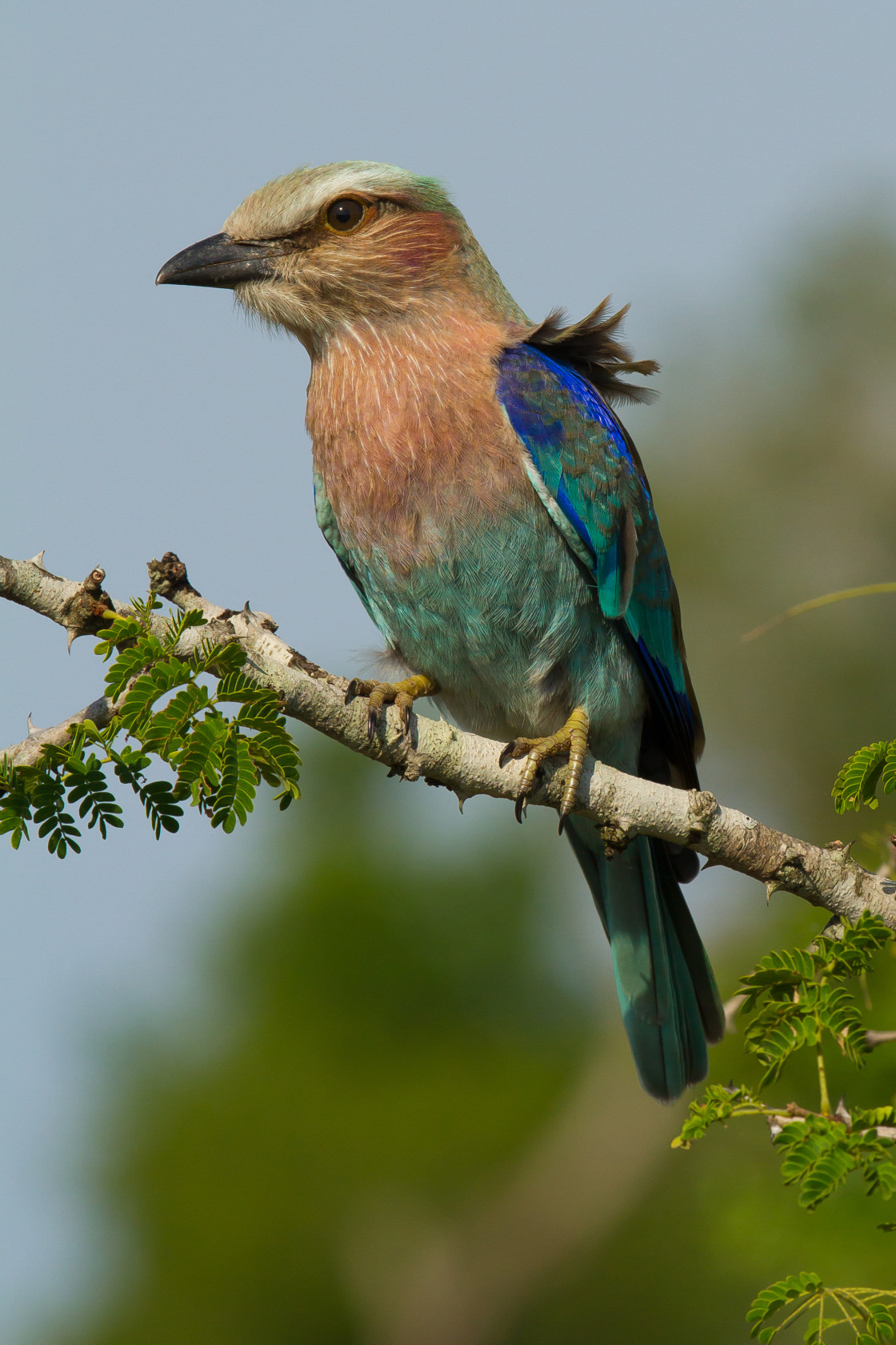 "Lilac-breasted Roller" stock image