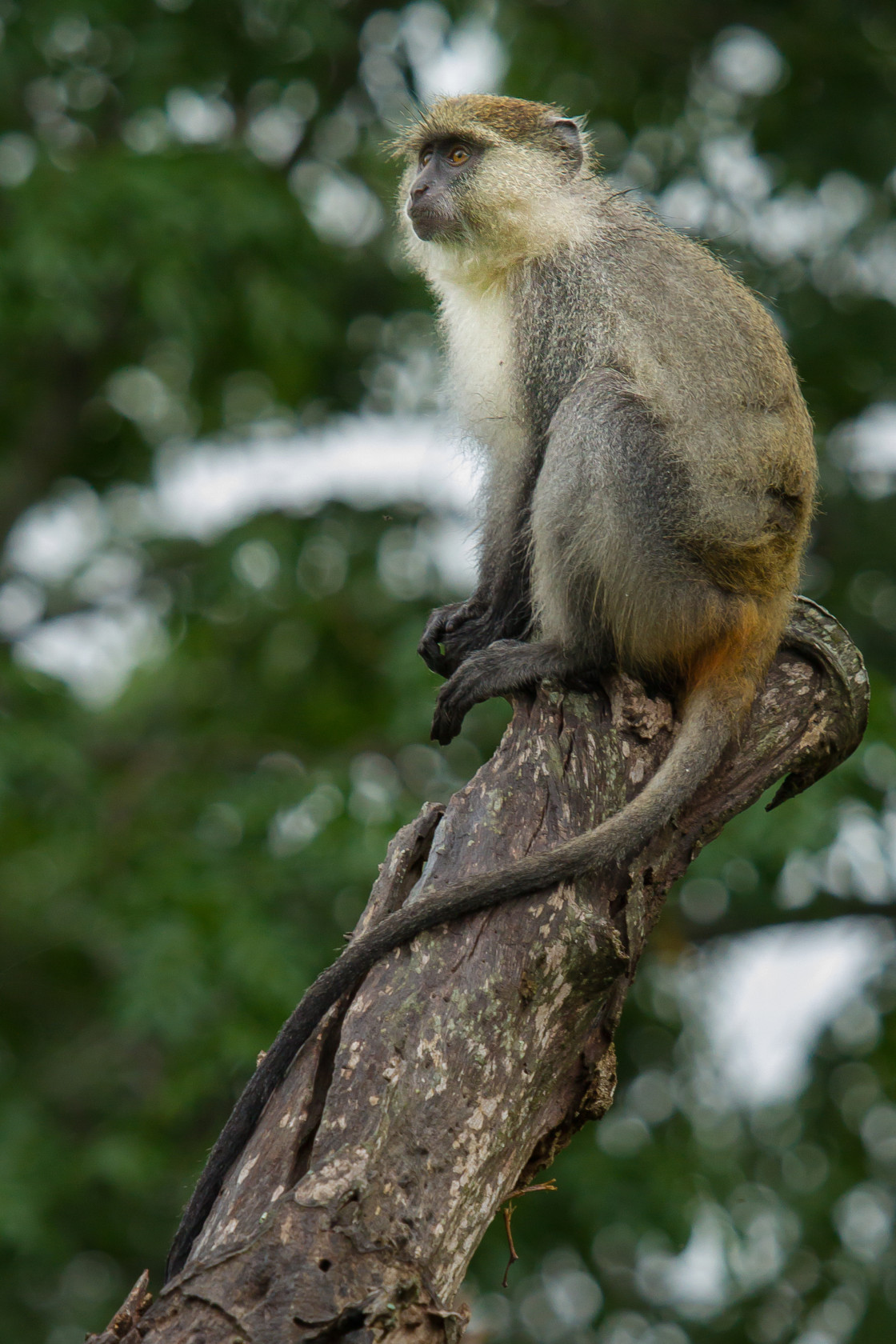 "Samango Monkey" stock image