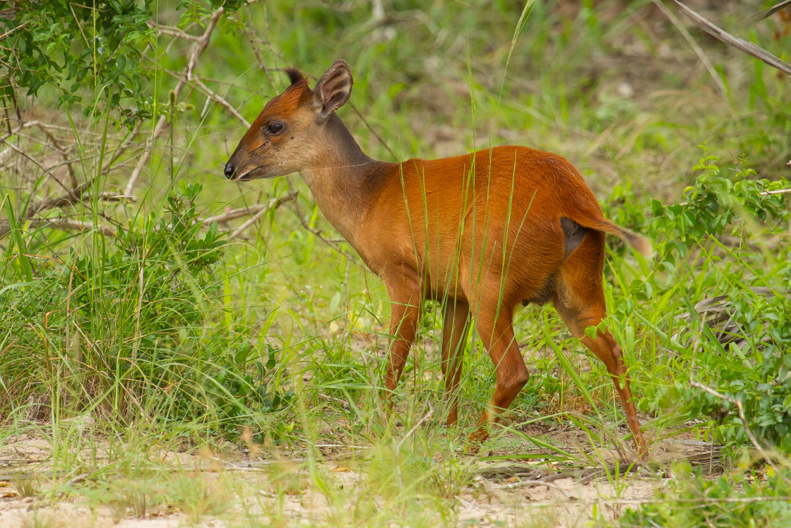 "Red Duiker" stock image