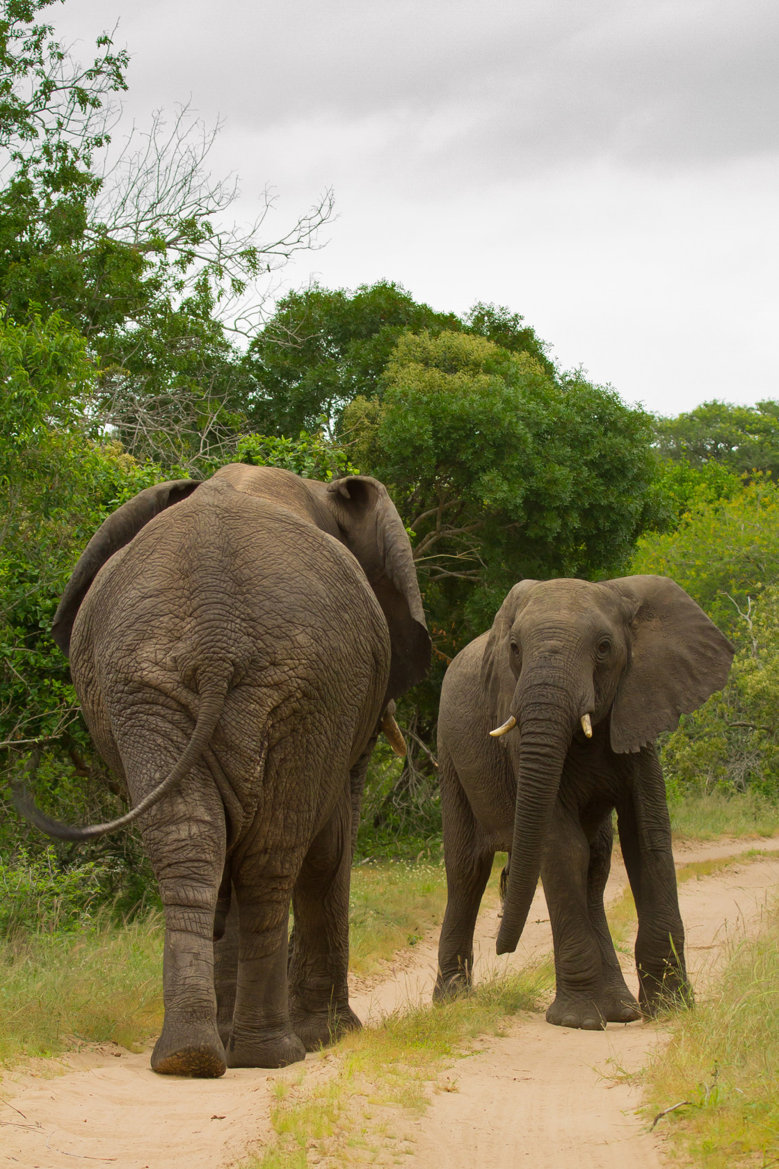 "Elephant" stock image