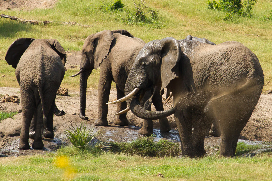 "Elephant mud wollow" stock image