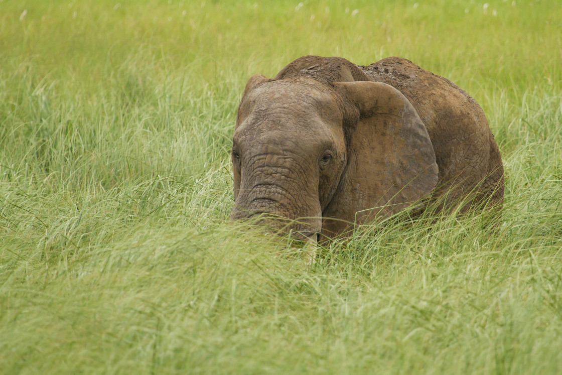 "Elephant" stock image