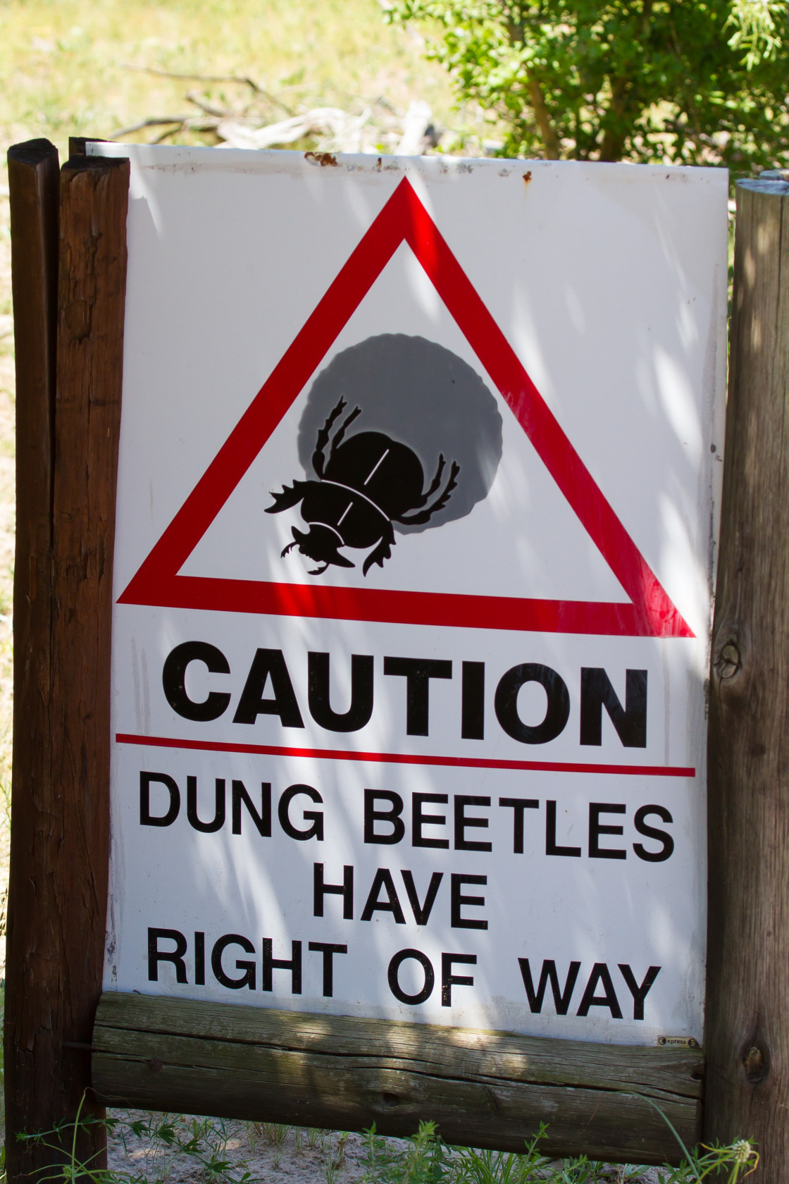 "Dung Beetles have right of way" stock image