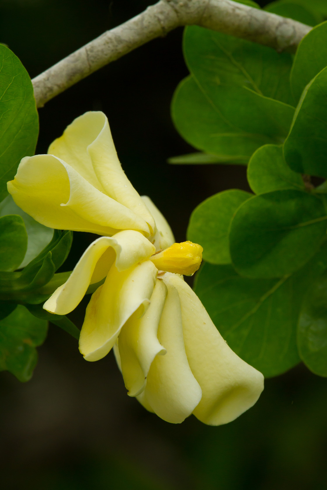 "Lowveld Gardenia" stock image