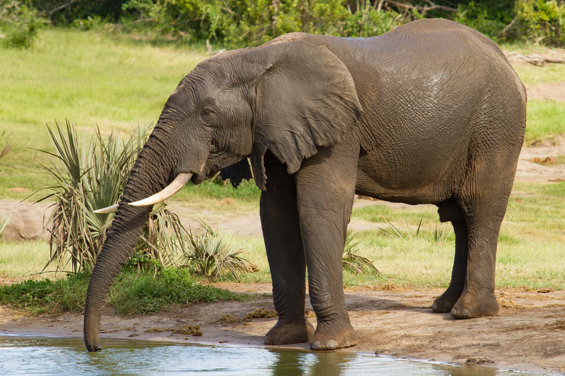 "Elephant" stock image