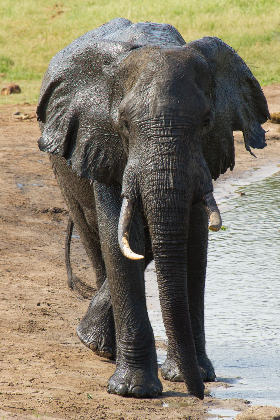 "Elephant" stock image