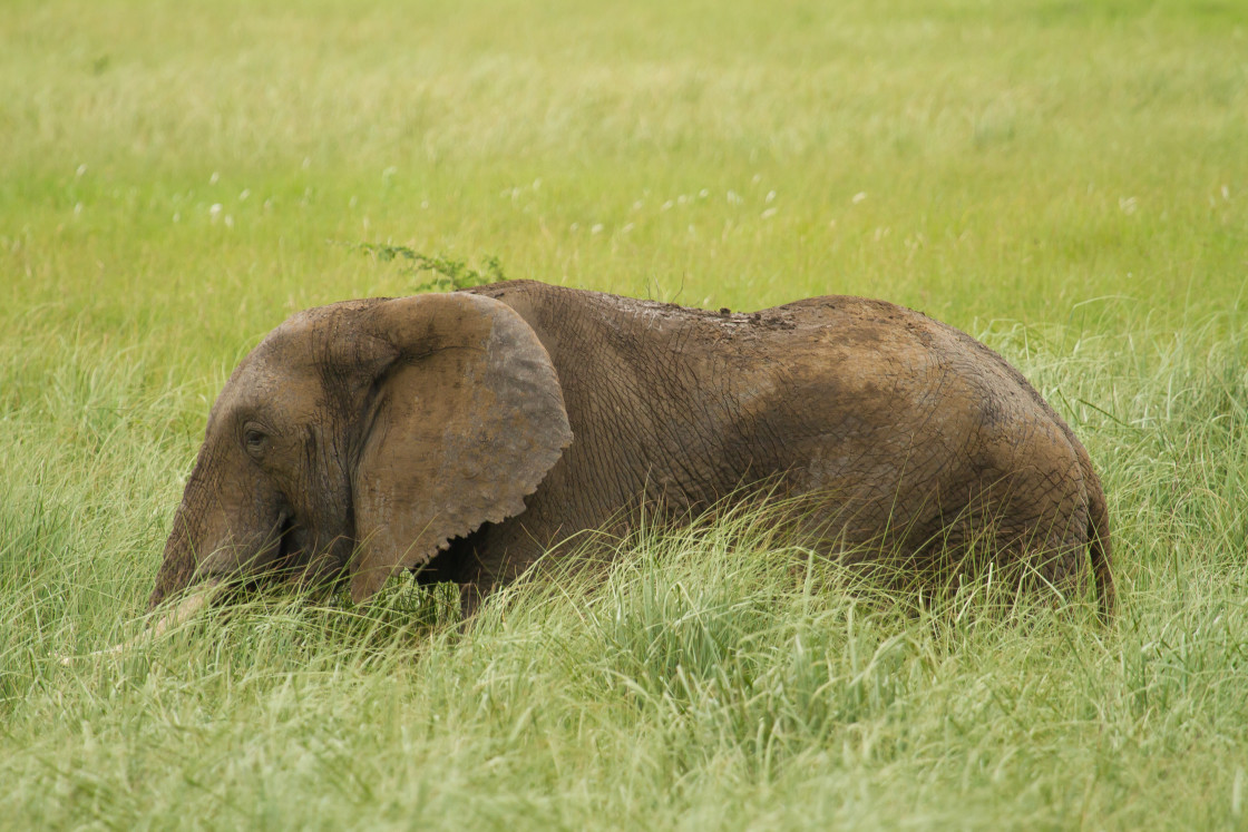 "Elephant" stock image