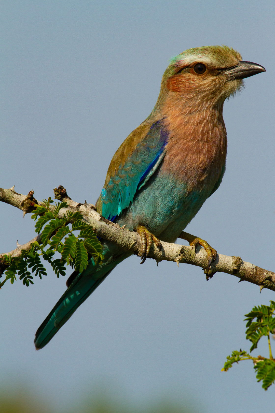 "Lilac-breasted Roller" stock image