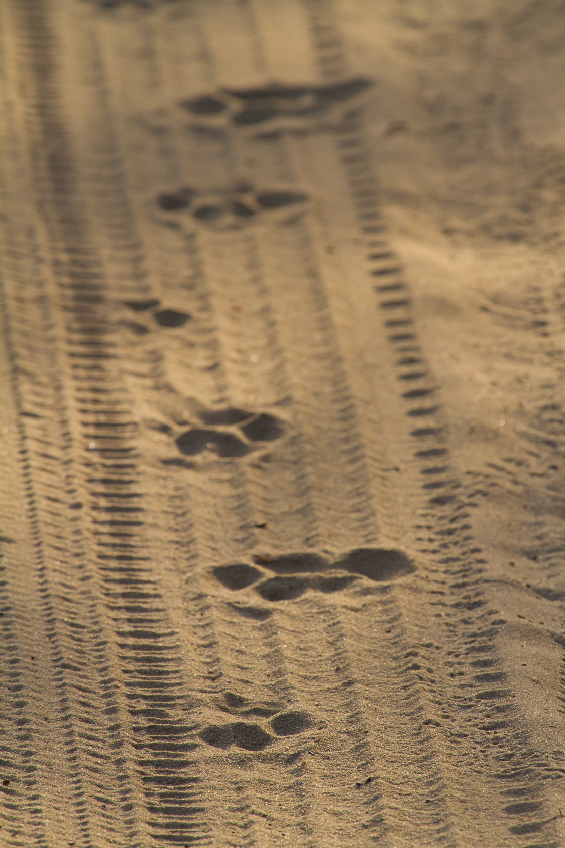 "Lion paw prints" stock image