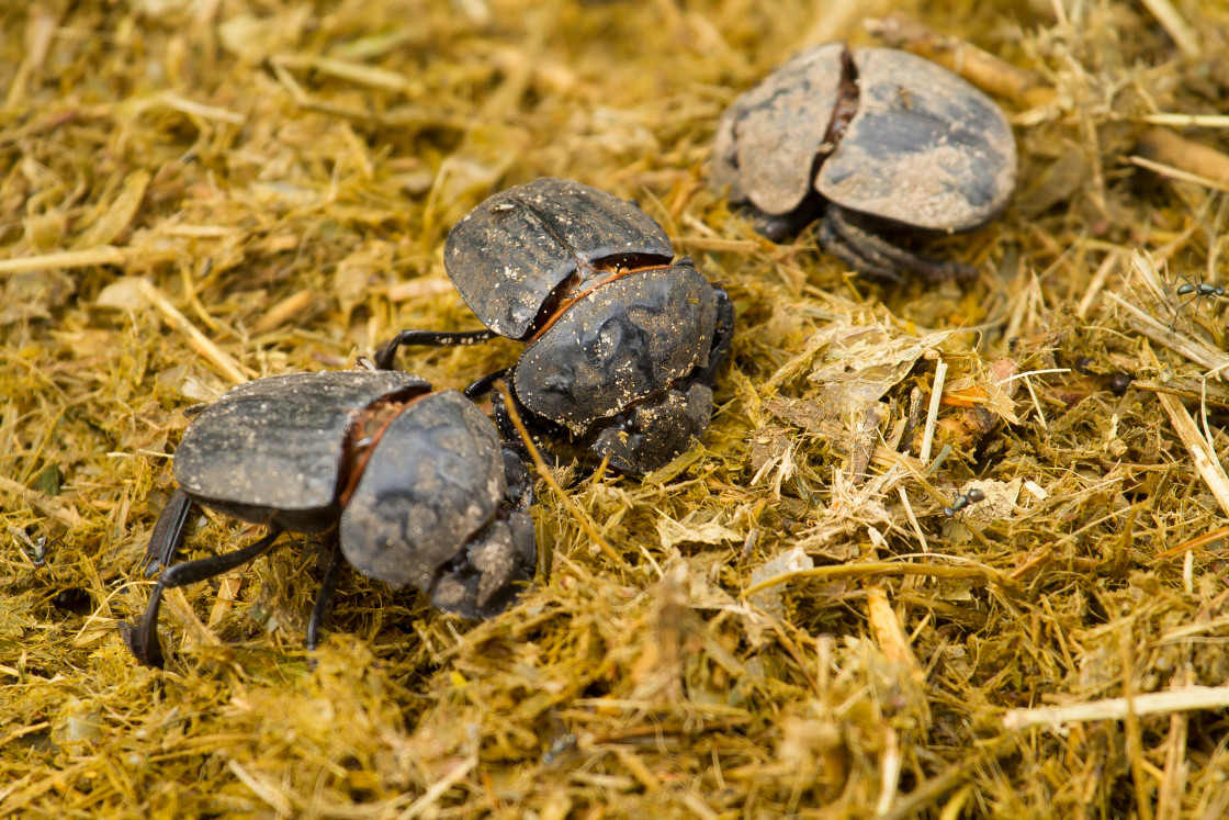 "Dung Beetle" stock image