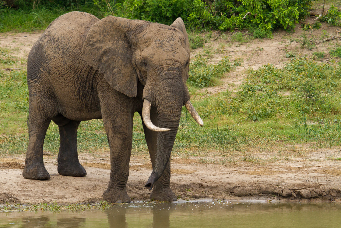 "Elephant" stock image