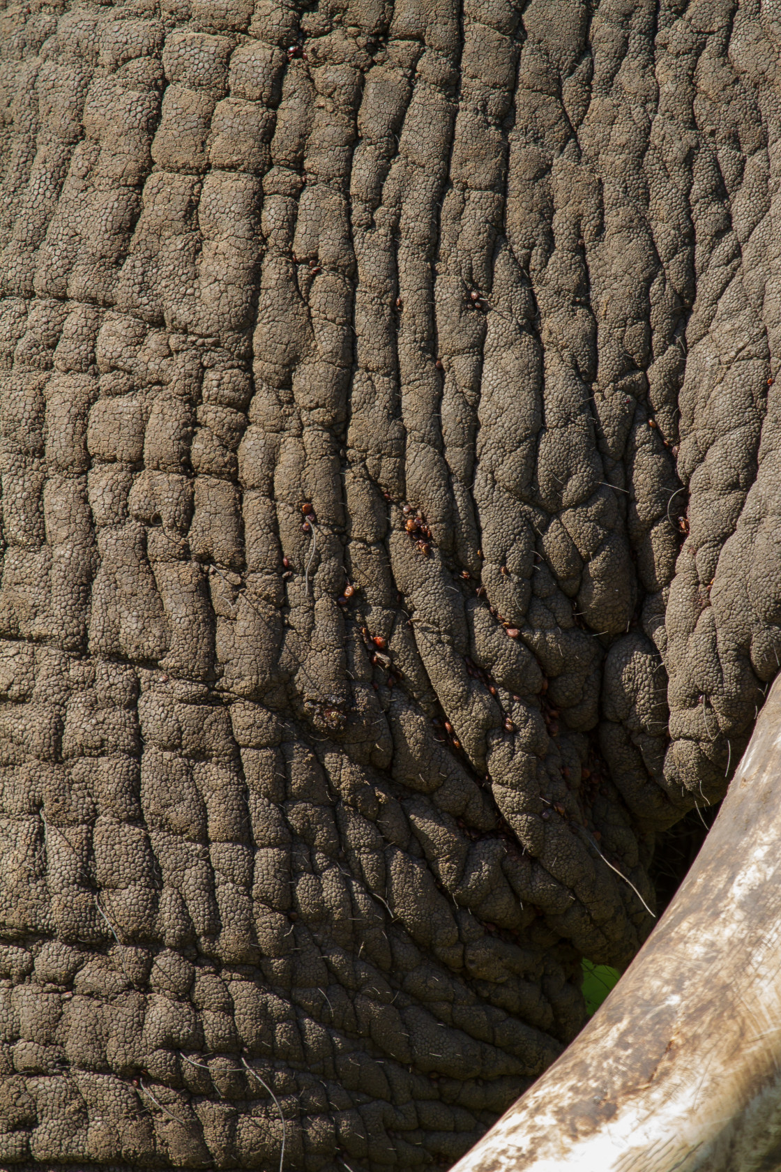 "Elephant & Ticks" stock image