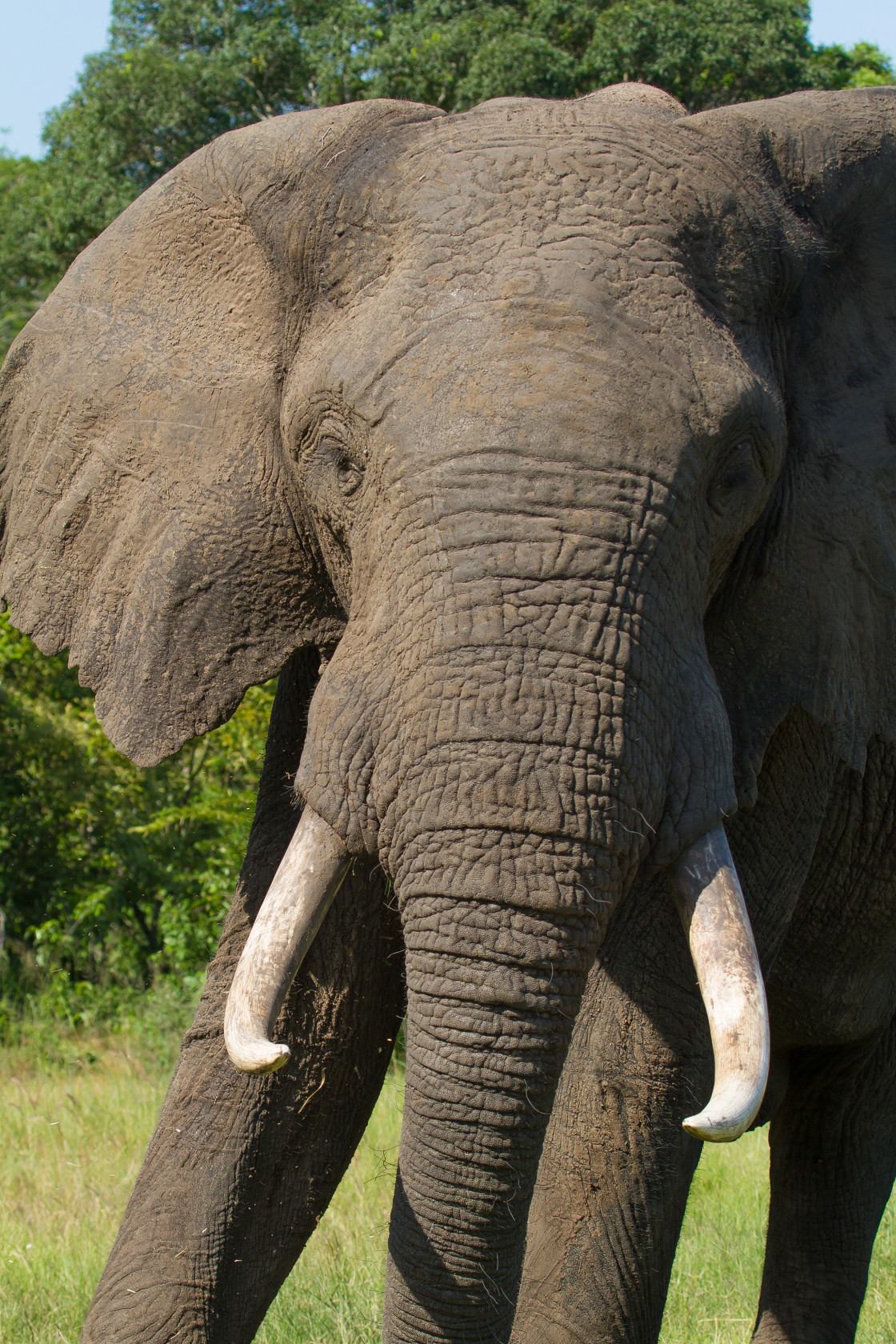 "Elephant" stock image